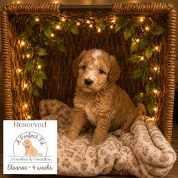 Eleanor - Apricot female Goldendoodle puppy in Lake Charles, Louisiana from Perfect Fit Poodles & Doodles