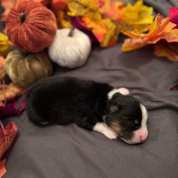 Boo - Black tri male Miniature American Shepherd puppy in Weatherford, Texas from Paris Miniature Americans