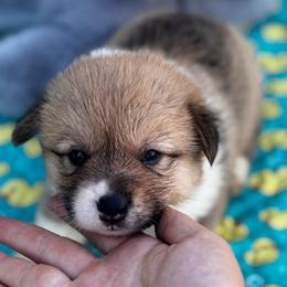 Melody - Sable female Pembroke Welsh Corgi puppy in Nortonville, Kansas from Low Riders Corgis & Mini Aussies