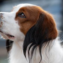 Nederlandse Kooikerhondjes from Andriea's Nederlandse Kooikerhondje