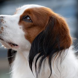 Nederlandse Kooikerhondjes from Andriea's Nederlandse Kooikerhondje