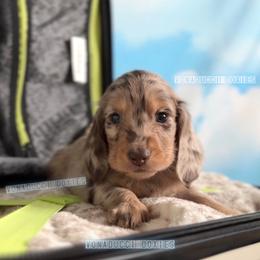 Boeing - Dapple male Dachshund puppy in Chandler, Arizona from Vonaducci Doxies, LLC.