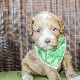 Sunny - Red male Cockapoo puppy in Paris, Oklahoma from Double M Cocker Spaniels