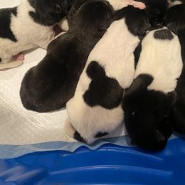 Akita Puppies from Gloe Akita's