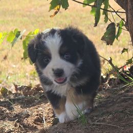 Voodoo - Miniature American Shepherd