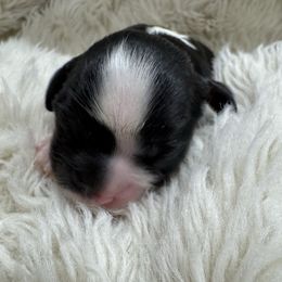 Alice - Tri-color female Cavalier King Charles Spaniel puppy in Anaheim Hills, California from Coulombe Puppy’s