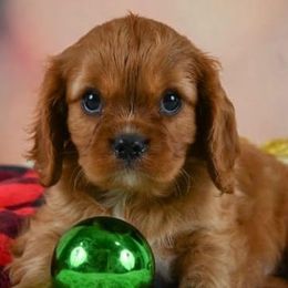 Cavalier King Charles Spaniels from Applewood Cavaliers