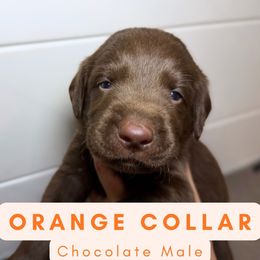 Orange Collar - Chocolate male Dilute Retriever puppy in Dover, Delaware from Virdin’s Silver Labs