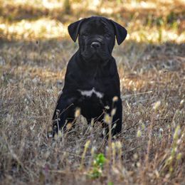 AKC Bow - Black male Cane Corso puppy in Smartsville, California from Summit Cane Corso