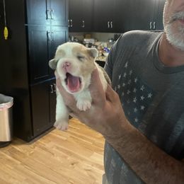 Girl 2 - Sable merle and white American Corgi puppy in Sequatchie, Tennessee from Green Star Farm Corgis