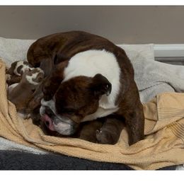 Bulldog Puppies from TnTsBulldogs