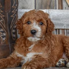 Goldendoodles, Golden Retrievers, Irish Doodles, Irish Setters, and Poodles from Toodles Goldendoodles