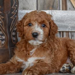 Goldendoodles, Golden Retrievers, Irish Doodles, Irish Setters, and Poodles from Toodles Goldendoodles