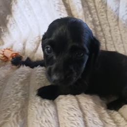 Guy - Black male Dachshund puppy in Martinsville, Indiana from Kary's Mini Doxie Kuddles