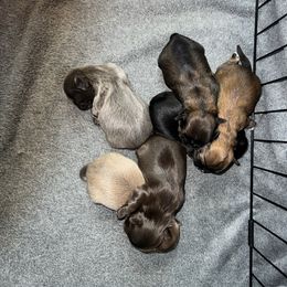 Shih Tzu puppies from The Lion dog Shih Tzu