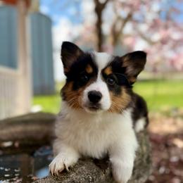 Pink Female - Black and tan female Pembroke Welsh Corgi puppy in La Porte City, Iowa from Cedar River Corgis