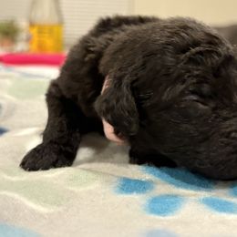 Goldendoodle and Poodle Puppies from Southern Stroll Poodles & Doodles