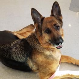 German Shepherd All Grown Up from Von Sagendorf Proud Paws