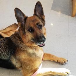 German Shepherd All Grown Up from Von Sagendorf Proud Paws