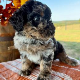 Riptide - Merle male Goldendoodle puppy in Wyandotte, Oklahoma from Goldendoodles of NE OK