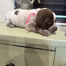 Girl 1 - Liver roan female German Shorthaired Pointer puppy in Huntington, Texas from B&B GSP’S