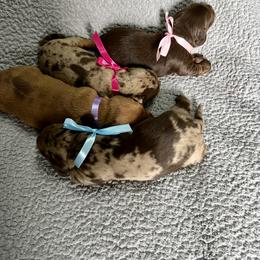 Dachshund Puppies from Honey Creek Doxies