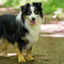 Indi - Miniature Australian Shepherd