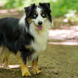 Indi - Miniature Australian Shepherd