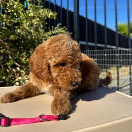 Pink - Red  female Poodle puppy in Sacramento, California from Golden doodles  Lovers