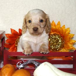 Krueger - Piebald male Dachshund puppy in Corbin, Kentucky from White River Valley Kennel