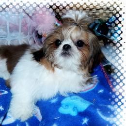 OAKLEY - Shih Tzu