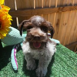 Lucas - Parti male Miniature Schnauzer puppy in Menifee, California from Moonshine’s Minis