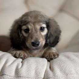 Dachshund Puppies from Dirt Road Doxies