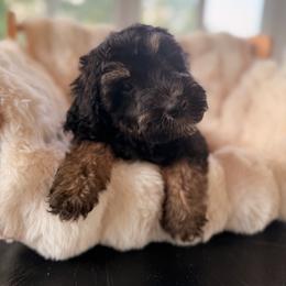 Winnie - Black female Sheepadoodle puppy in North Royalton, Ohio from Johnson's Doodles