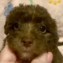 Ginger (Gray) - Chocolate female Yorkipoo puppy in Martin, Tennessee from Danza Bolo