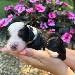 Lance - Tri-color male Bernedoodle puppy in Perrysville, Ohio from Pleasant Valley Bernedoodles