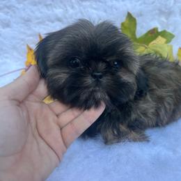 Boy 1 - Brindle male Shih Tzu puppy in Tenino, Washington from Fantasy Realm Shih Tzus