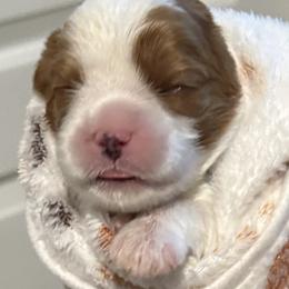 Boy - Blenheim male Cavalier King Charles Spaniel puppy in Queen Creek, Arizona from Andresen's Cavaliers