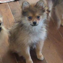 Audra 760 960-2619 - Orange sable female Pomeranian puppy in El Centro, California from BabyBooPoms