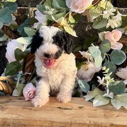 Boy 3 - Black and white male Bernedoodle puppy in Amherst, Nebraska from Pile Family Goldendoodles