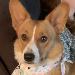 Roxie - Pembroke Welsh Corgi