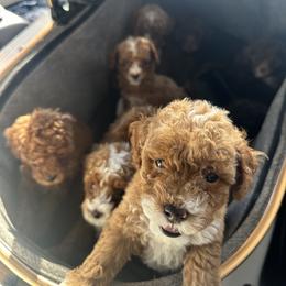Goldendoodle and Poodle Puppies from Anytime Doodles