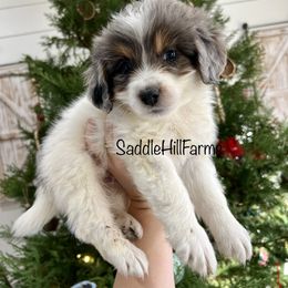 Aussiedoodle and Goldendoodle Puppies from Saddle Hill Farms