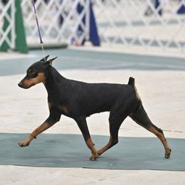 Black male 3 - Black male German Pinscher puppy in Chatham, Virginia from WMHK9/Roolyn German Pinschers