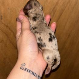 Kiara - Dapple female Dachshund puppy in Lumberton, Mississippi from Doris’ Darlin Doxies & Doodles