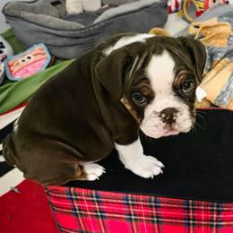Philly - Chocolate tri-color female Bulldog puppy in Harrisburg, Pennsylvania from Central PA WiggleButts Bulldogs