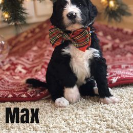 Bernedoodle and Bernese Mountain Dog Puppies from Bernedoodle Buddies