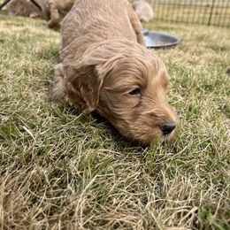 Goldendoodle Puppies from Ellie's Goldendoodles