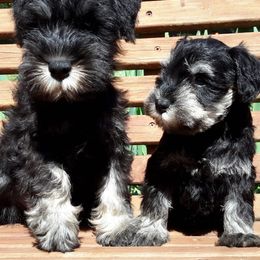 Miniature Schnauzers from Midnight Schnauzers
