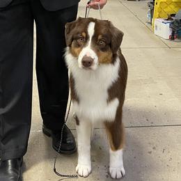 Australian Shepherds from Leslie's Australian Shepherds